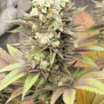 Pink Zydonia Fem Seeds - Image 3