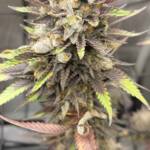 Pink Zydonia Fem Seeds - Image 5