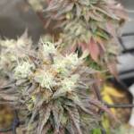 Pink Zydonia Fem Seeds - Image 4