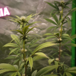 Pink Zydonia Fem Seeds