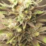 Pink Zydonia Fem Seeds - Image 2